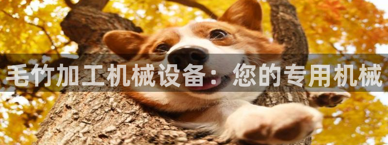 九游会ag平台